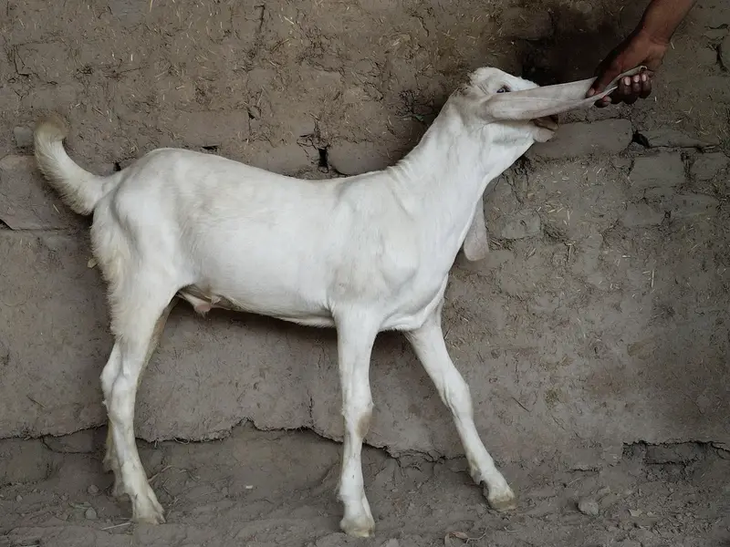 bakra for sale call me,03225280183 — photo 2