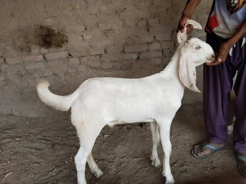 bakra for sale call me,03225280183 — photo 3