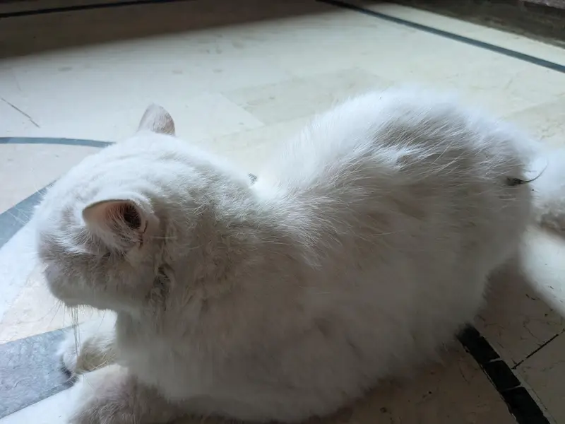 Pershian cat available age 1.5 double coated and vaccinated