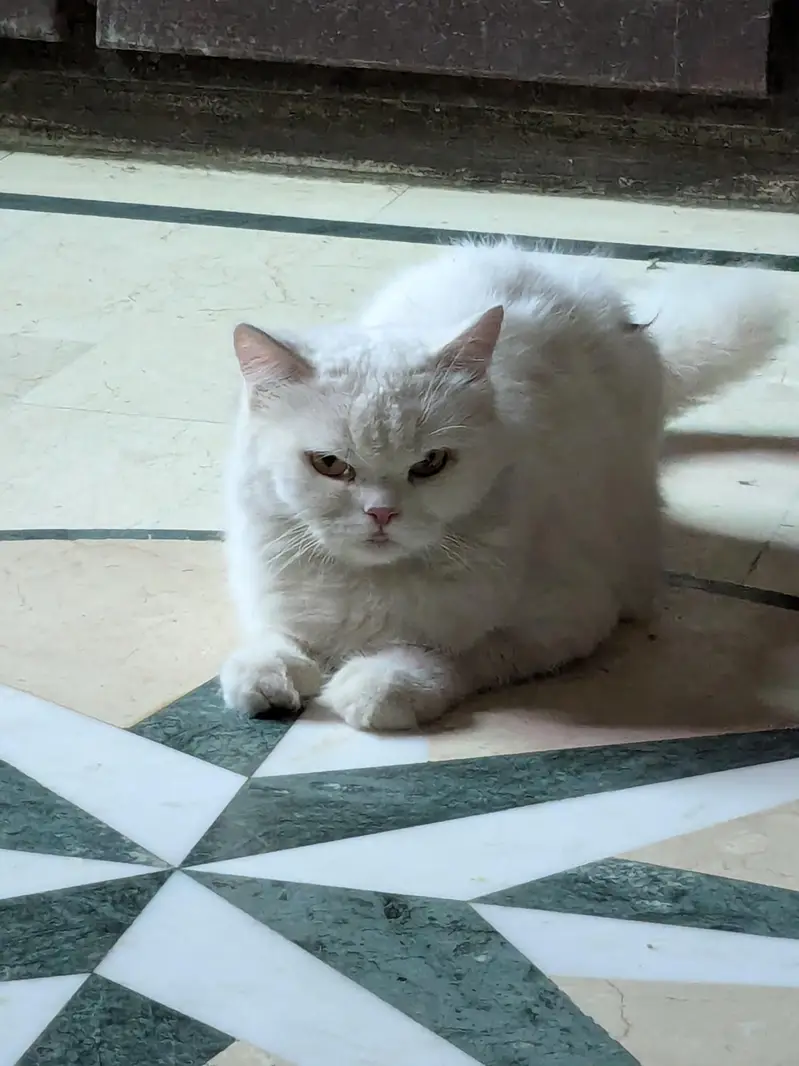 Pershian cat available age 1.5 double coated and vaccinated — photo 2