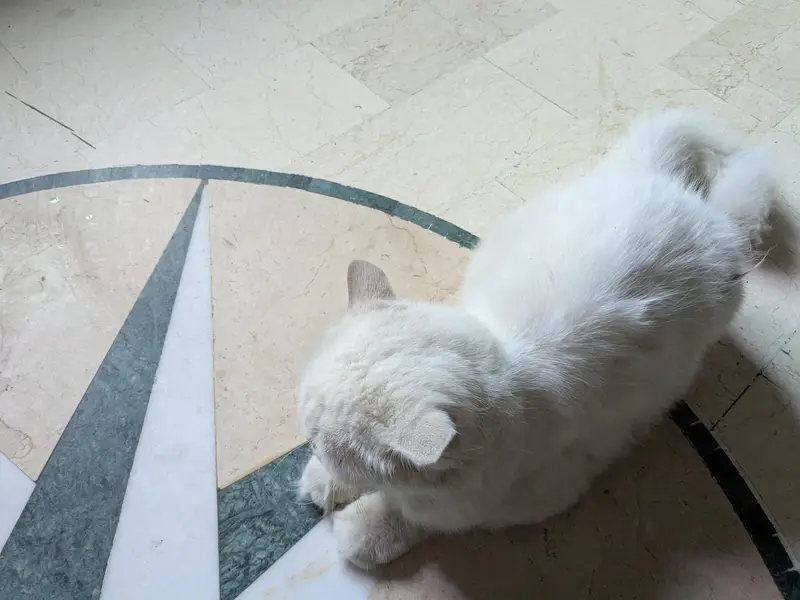 Pershian cat available age 1.5 double coated and vaccinated — photo 3