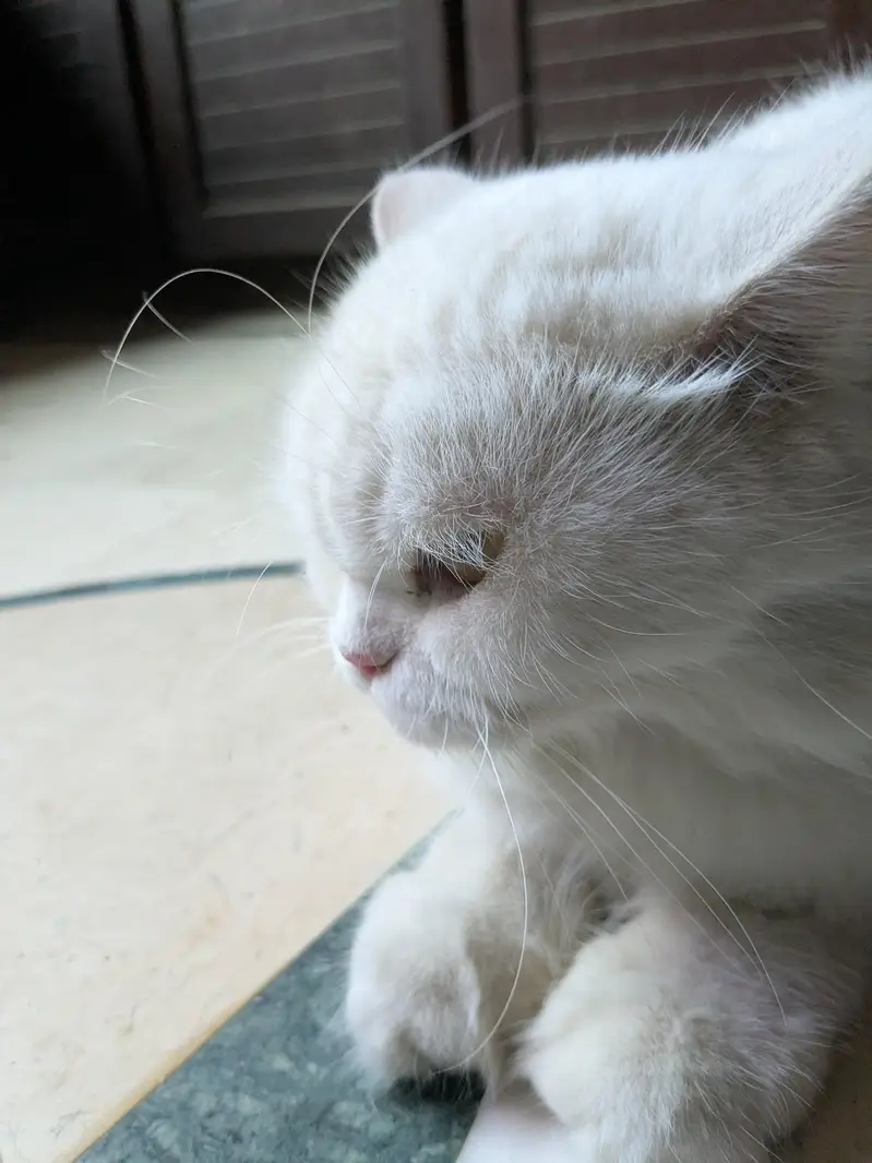 Pershian cat available age 1.5 double coated and vaccinated — photo 4