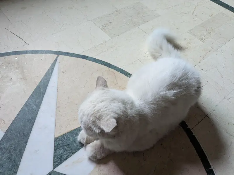 Pershian cat available age 1.5 double coated and vaccinated — photo 5