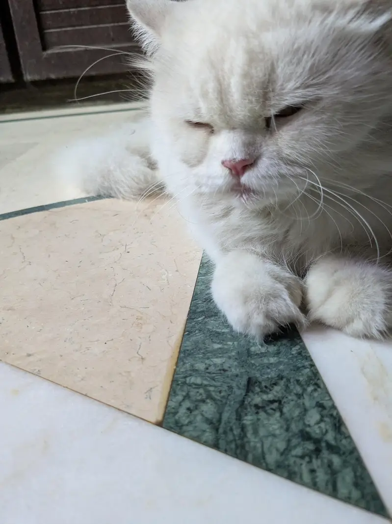 Pershian cat available age 1.5 double coated and vaccinated — photo 6