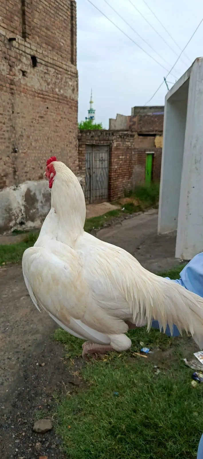 Aseel | Booska Aseel |  murgha for sale — photo 4