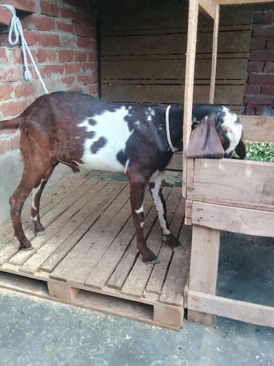 Male Female Healthy and Active for sale 0/3/0/2/1/7/3/6/8/2/5