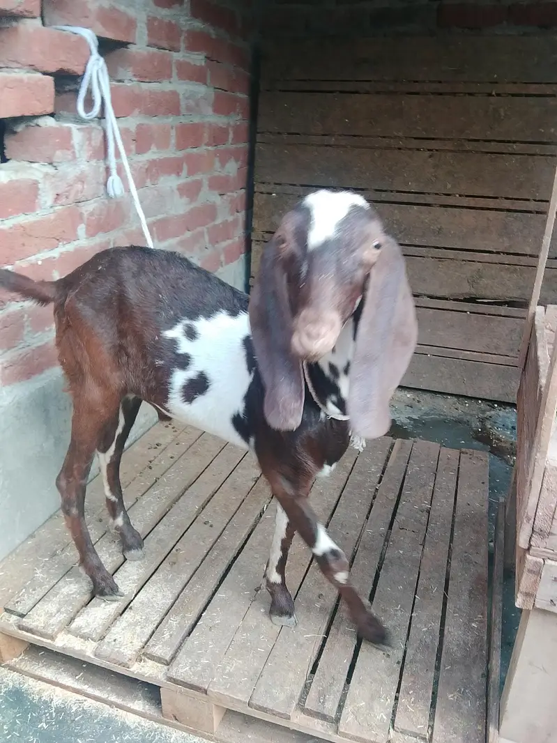 Male Female Healthy and Active for sale — photo 2