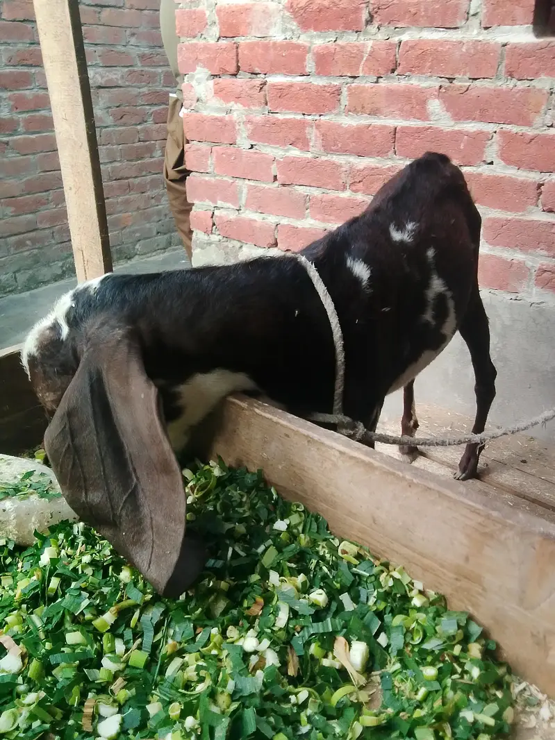 Male Female Healthy and Active for sale — photo 3
