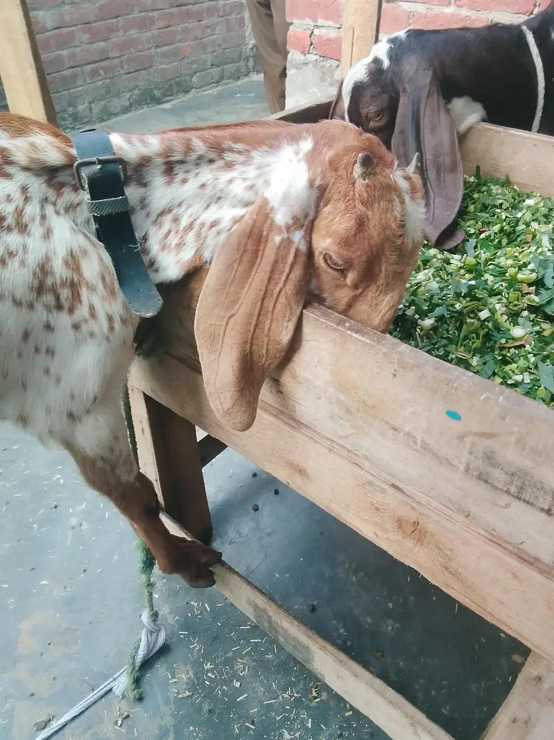Male Female Healthy and Active for sale — photo 4