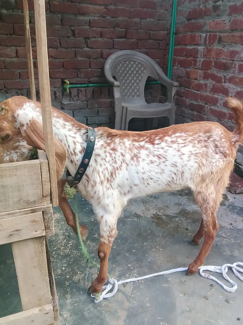 Male Female Healthy and Active for sale — photo 5