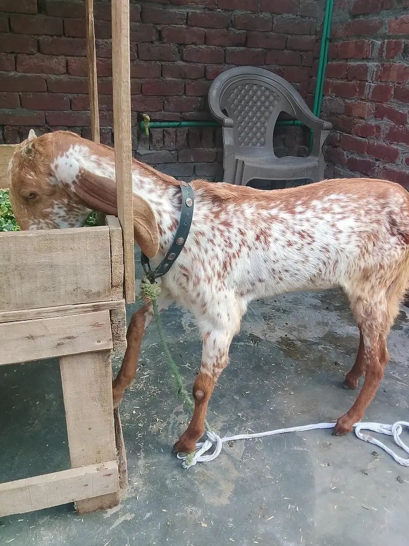 Male Female Healthy and Active for sale — photo 6