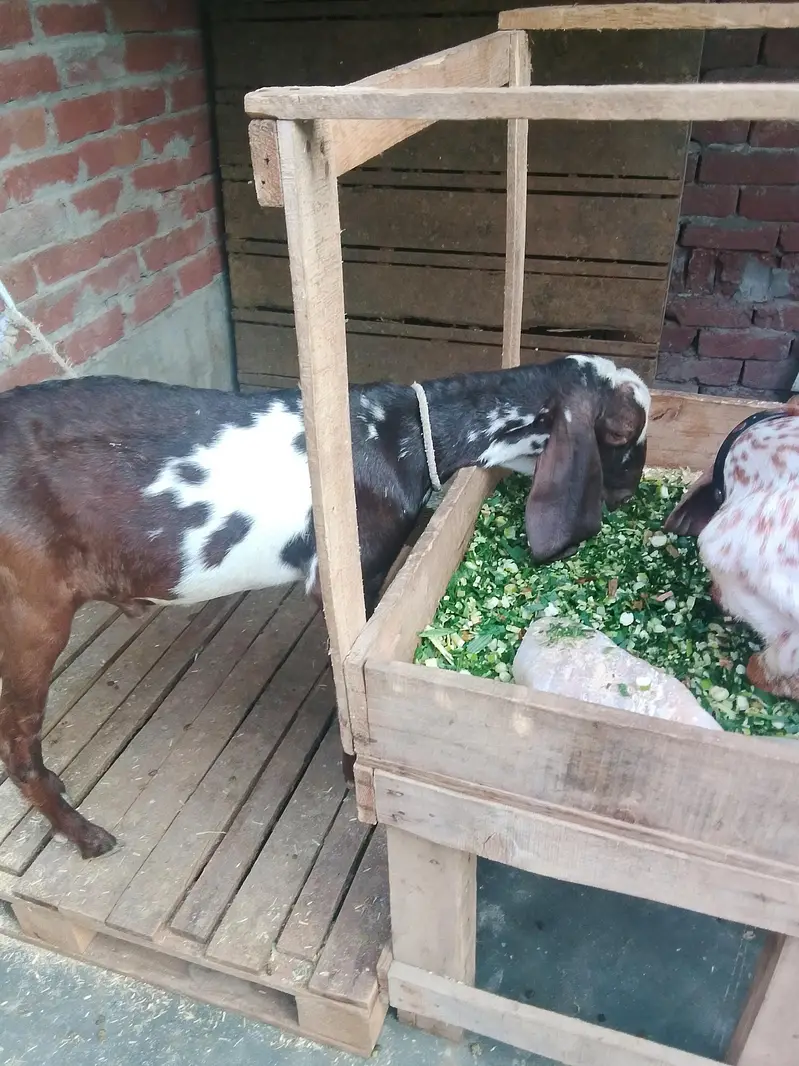 Male Female Healthy and Active for sale — photo 7