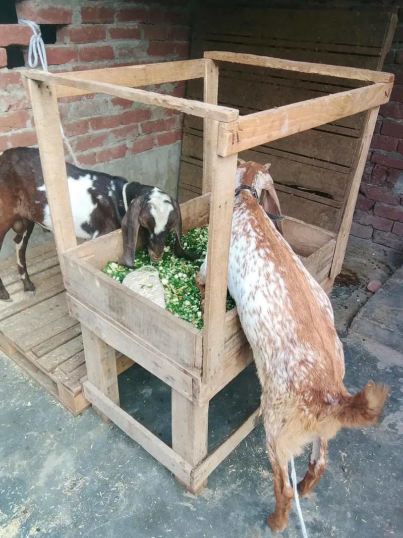 Male Female Healthy and Active for sale — photo 8