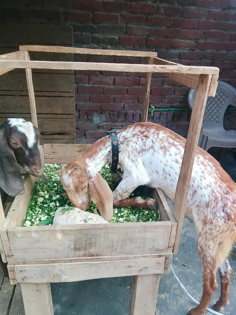 Male Female Healthy and Active for sale — photo 9