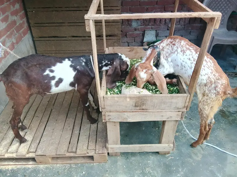 Male Female Healthy and Active for sale — photo 10