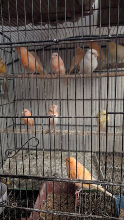 Beautiful colors Canary for sale