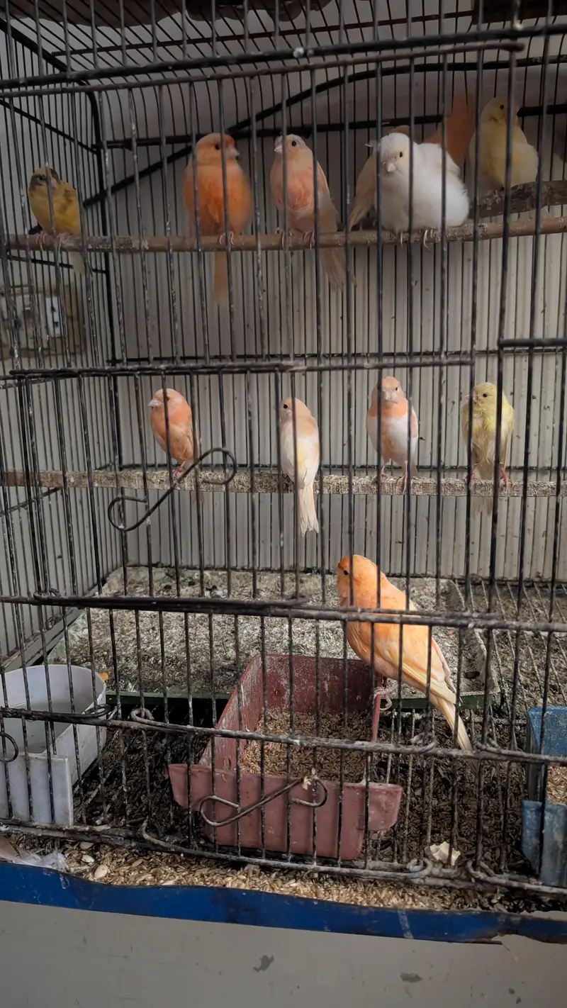 Beautiful colors Canary for sale — photo 2