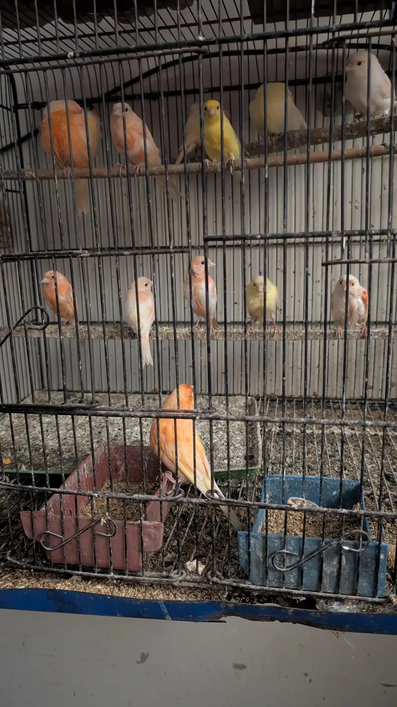 Beautiful colors Canary for sale — photo 3