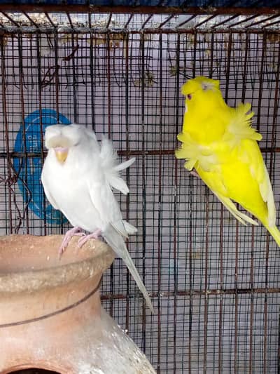 Hogoromo or king ka pair