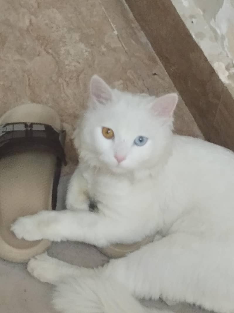 persian cate 0