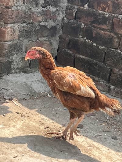 Aseel murgi available ha korak bi ha
