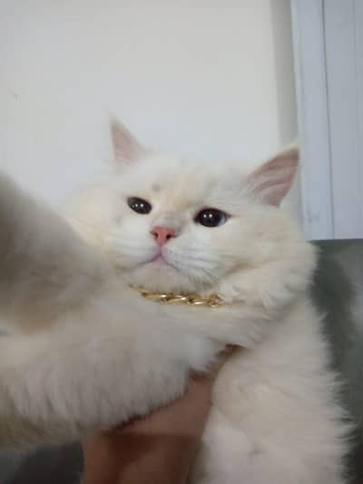 PERSIAN MALE CAT