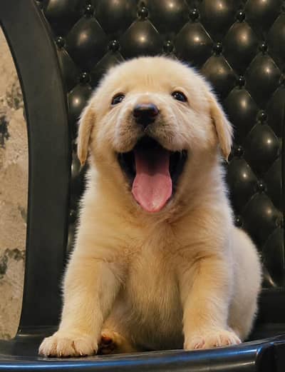 labrador pedigree microchip   imported Bloodline puppy 03014615555