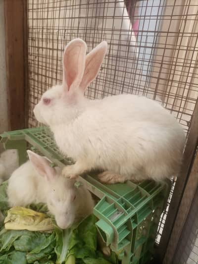 red eyes rabbit  age 4 mont + . . . ready to breed. . . total 12 piece hai