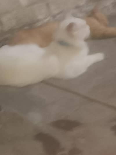 catsa
