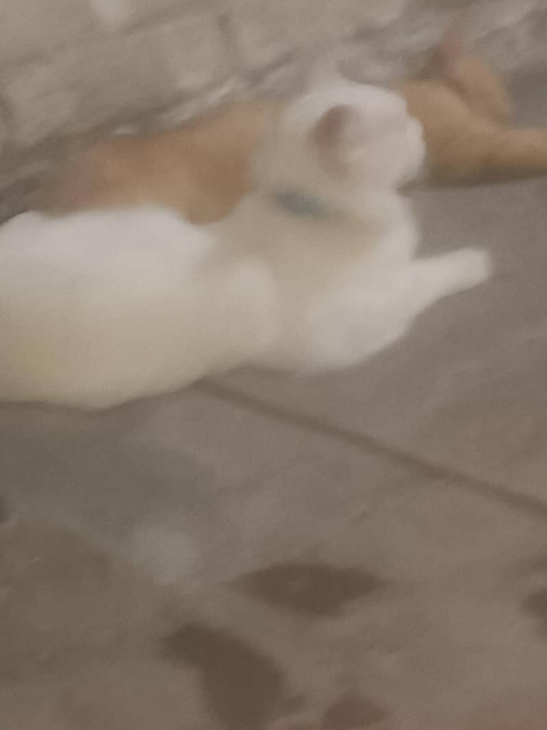 catsa 0