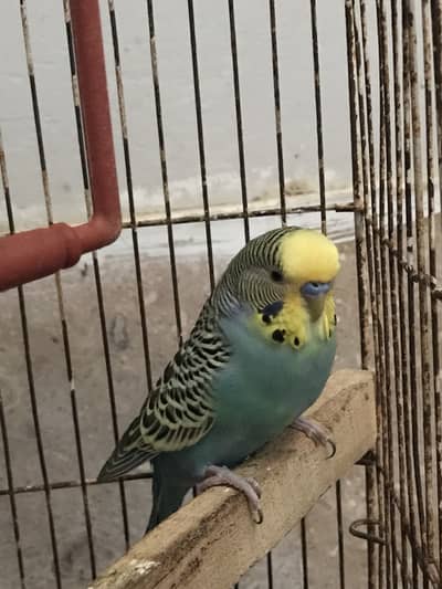 Bajri Birds for sell with cage