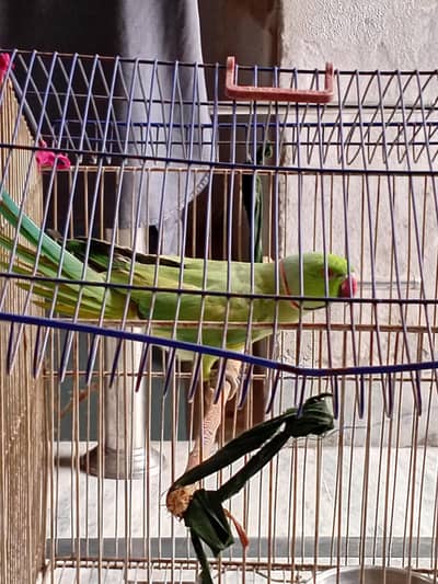 Raw parrots available