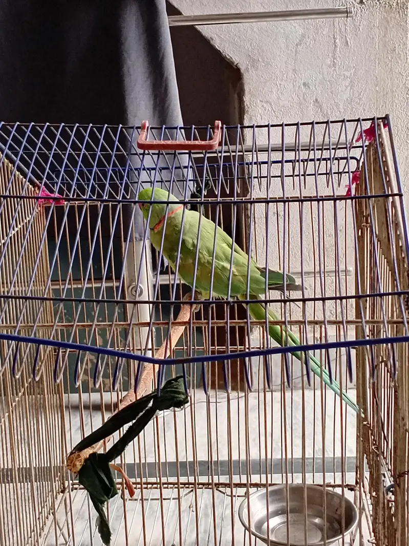 Raw parrots available — photo 2