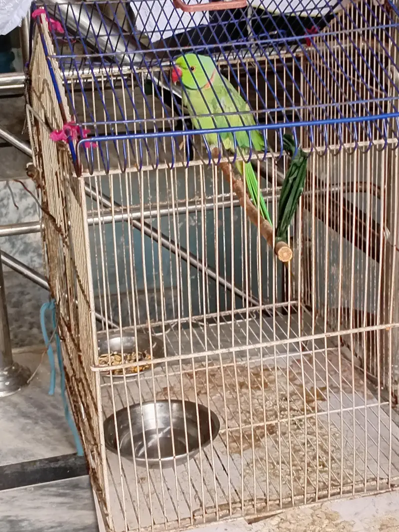 Raw parrots available — photo 3