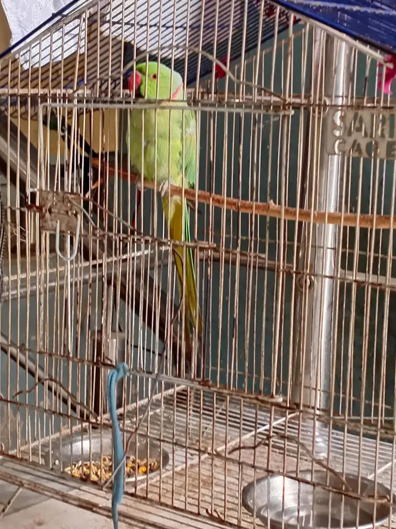 Raw parrots available — photo 4