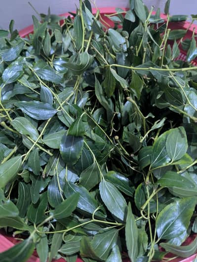 Pure Ber Leaves | Sidr Leaves | Jujube Leaves | Beri ky Pathy