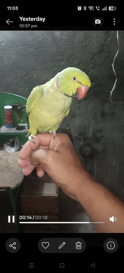 ring neck tame male