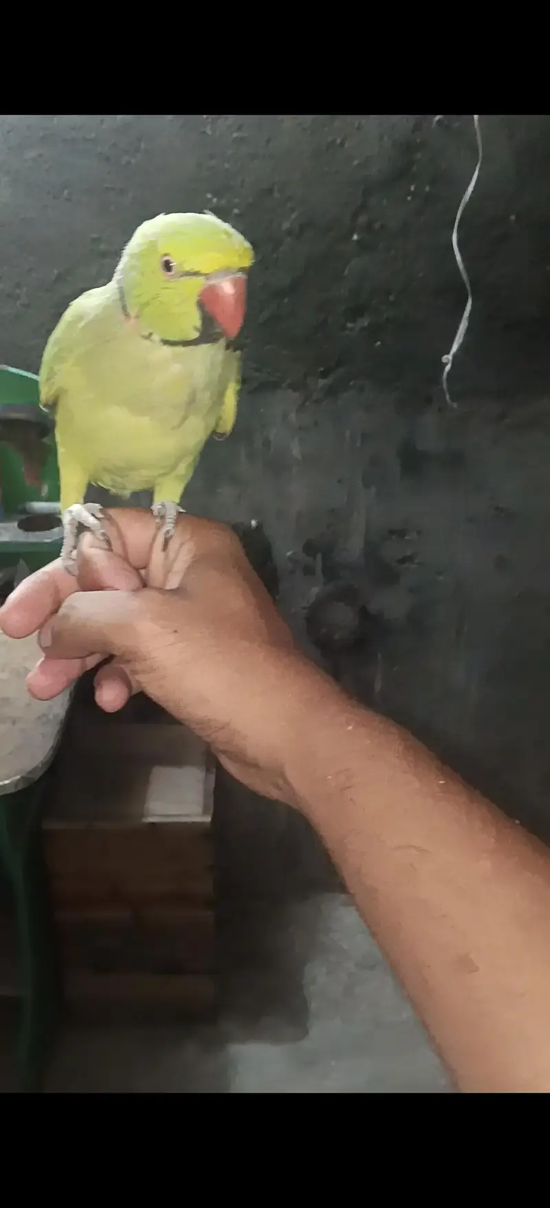 ring neck tame male — photo 3