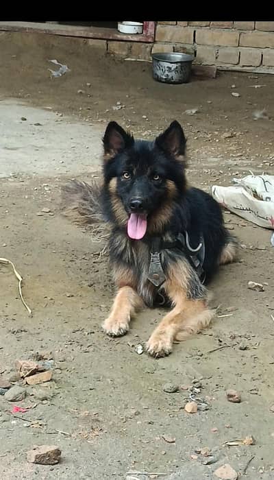 German male age 14 months