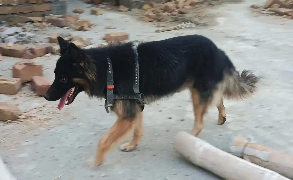 German male age 14 months — photo 2