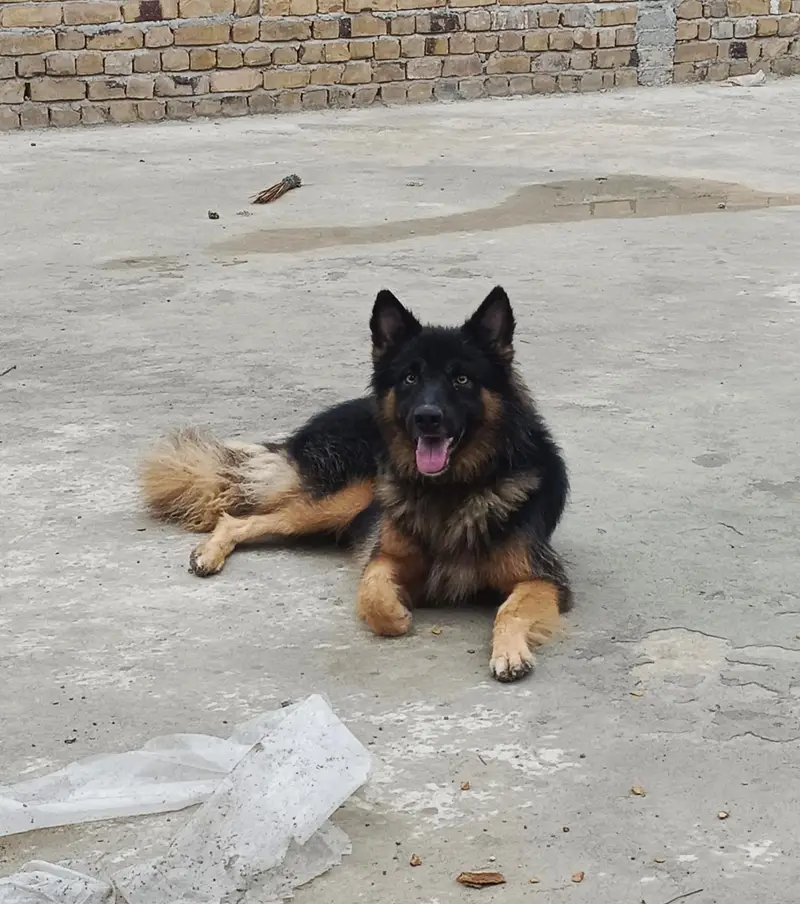 German male age 14 months — photo 3