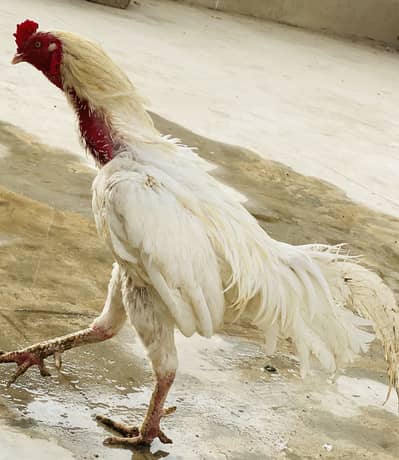 Mianwalle hera aseel breeder