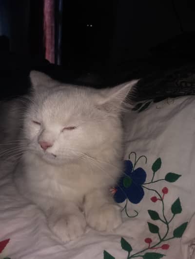 Pure white cat female copper eyes