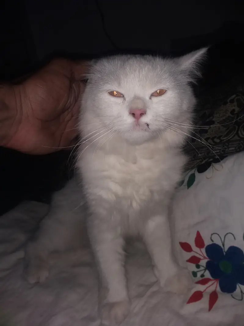 Pure white cat female copper eyes — photo 2