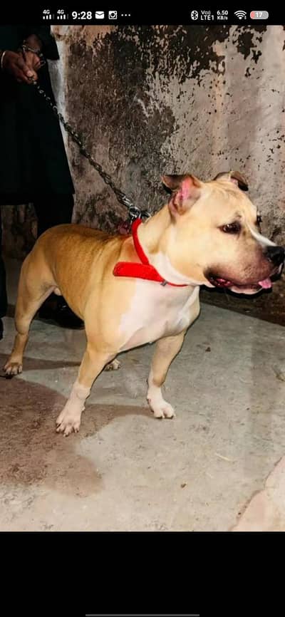 American Pitbull terrier for sale