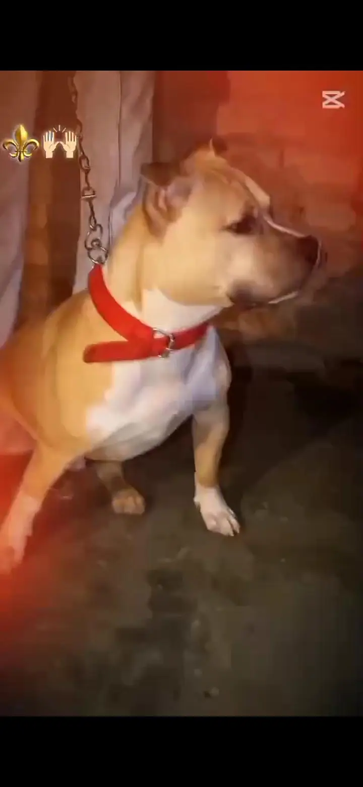 American Pitbull terrier for sale — photo 3