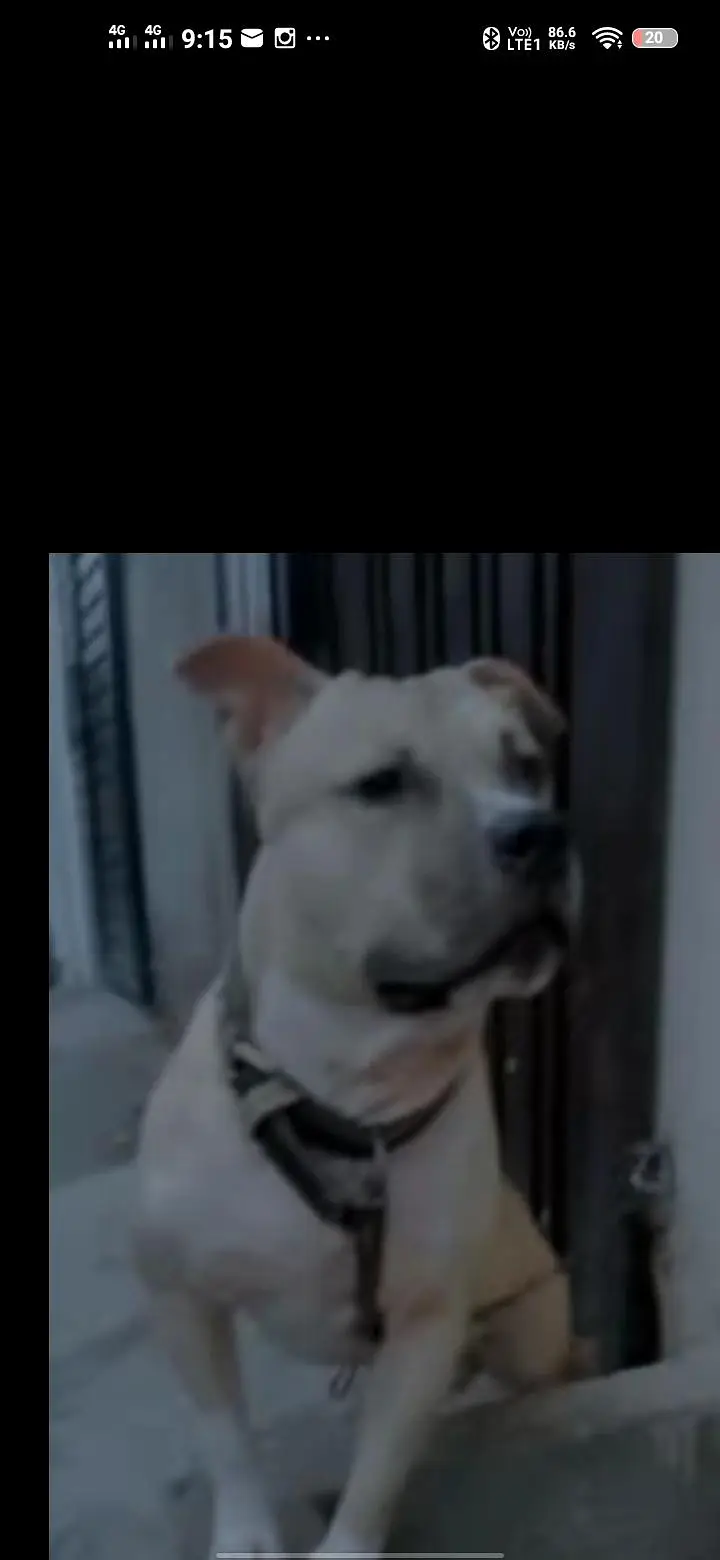 American Pitbull terrier for sale — photo 5