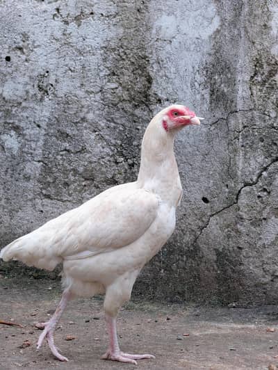 Paper white andon wali female for sell Whatsapp: 03159640025