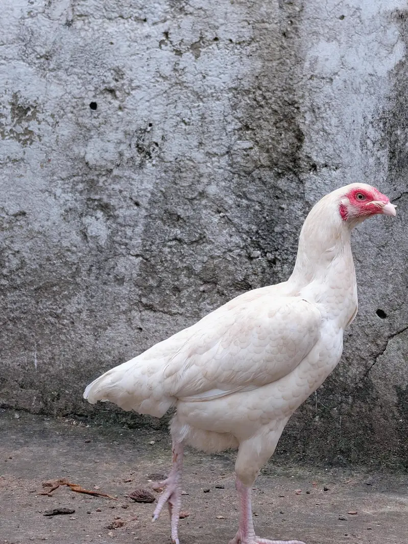 Paper white andon wali female for sell Whatsapp: 03159640025 — photo 2