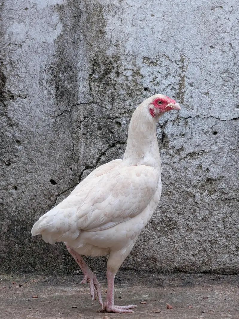 Paper white andon wali female for sell Whatsapp: 03159640025 — photo 3